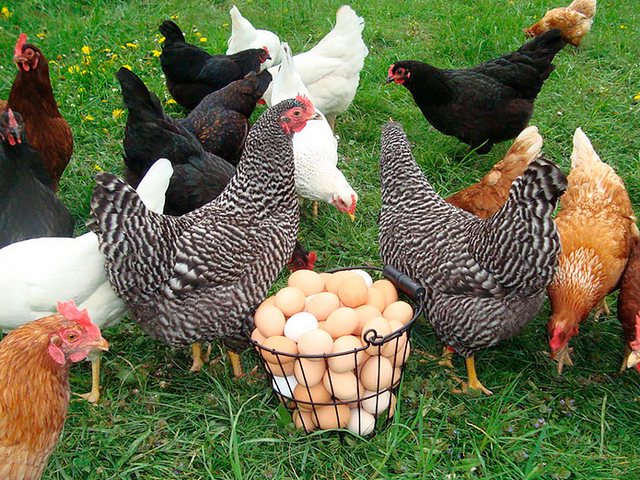 Содержание кур и уход за ними | ЗооТом - продажа, вязка и услуги для животных в Североуральске