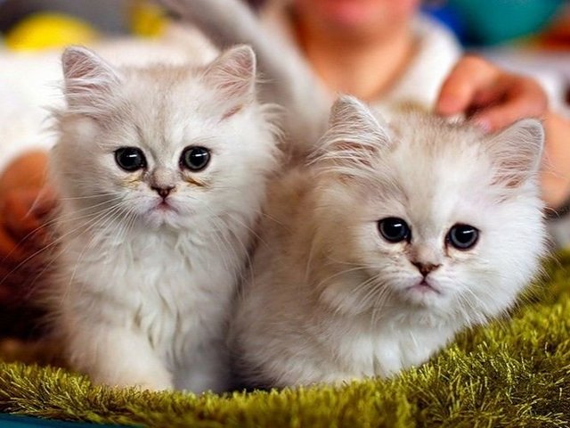 Породы кошек в Североуральске | ЗооТом портал о животных