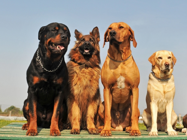 Крупные породы собак в Североуральске | ЗооТом портал о животных