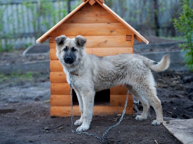 Все о собаках в Североуральске